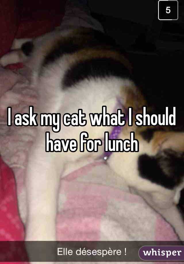 I ask my cat what I should have for lunch 