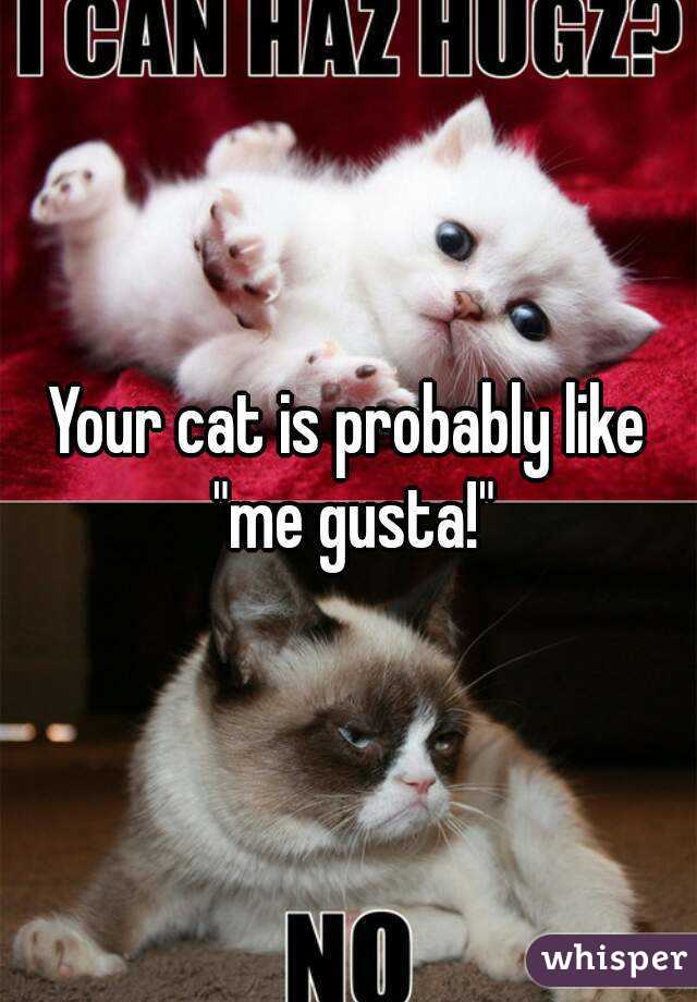 Your cat is probably like "me gusta!"