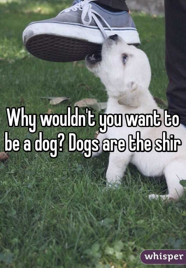 Why wouldn't you want to be a dog? Dogs are the shir