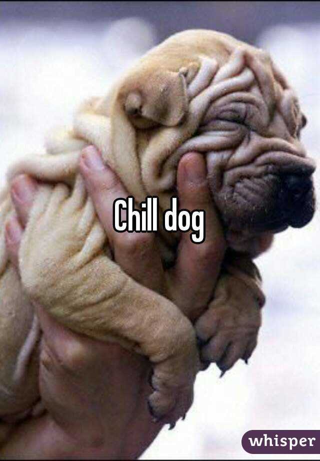 Chill dog