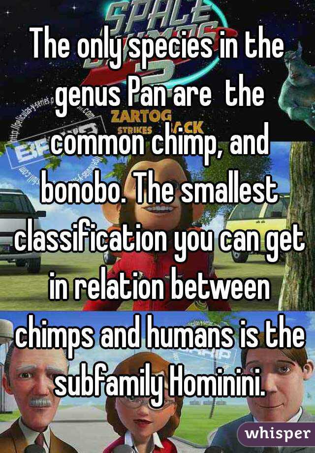 The only species in the genus Pan are  the common chimp, and bonobo. The smallest classification you can get in relation between chimps and humans is the subfamily Hominini.