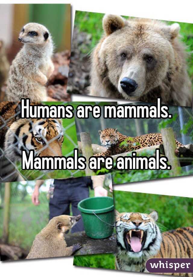 Humans are mammals. 

Mammals are animals. 