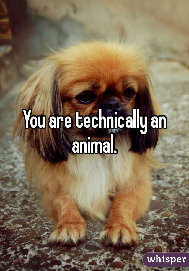 You are technically an animal.