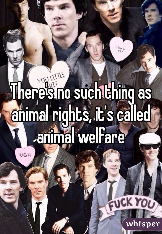 There's no such thing as animal rights, it's called animal welfare