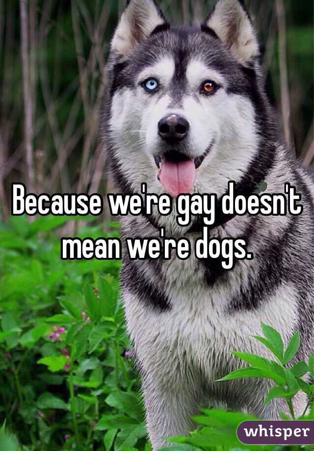 Because we're gay doesn't mean we're dogs.