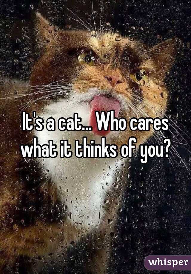 It's a cat... Who cares what it thinks of you? 