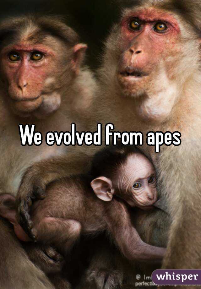 We evolved from apes