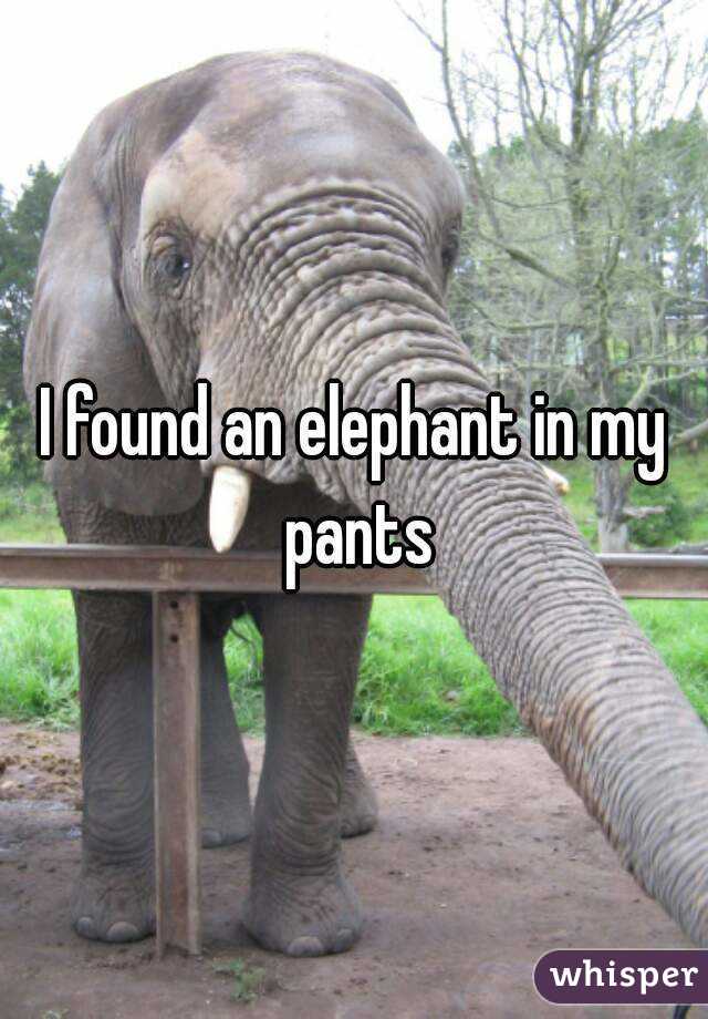I found an elephant in my pants