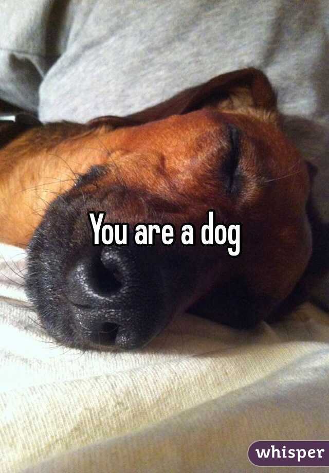 You are a dog