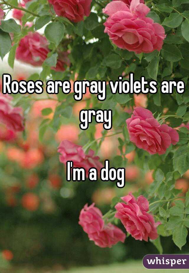 Roses are gray violets are gray

 I'm a dog