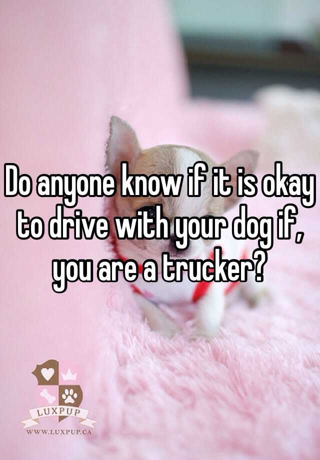 do-anyone-know-if-it-is-okay-to-drive-with-your-dog-if-you-are-a-trucker