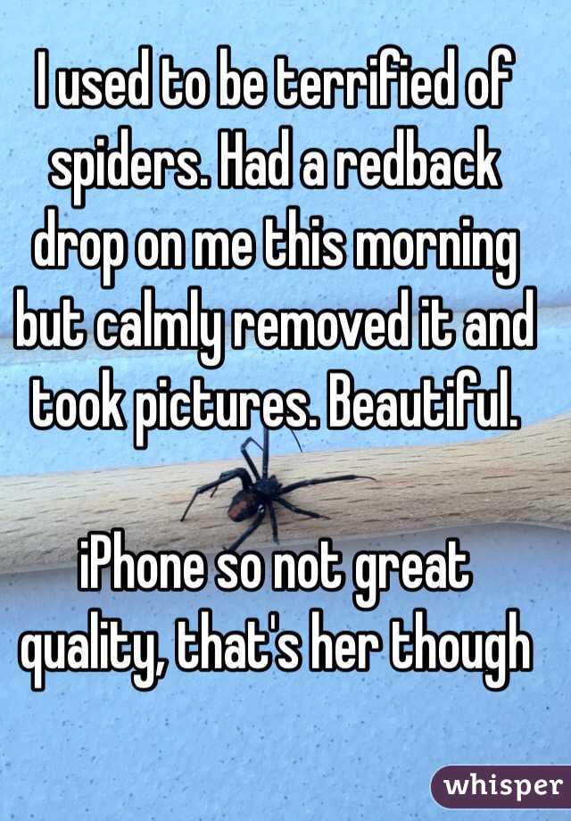 I used to be terrified of spiders. Had a redback drop on me this morning but calmly removed it and took pictures. Beautiful.

iPhone so not great quality, that's her though
