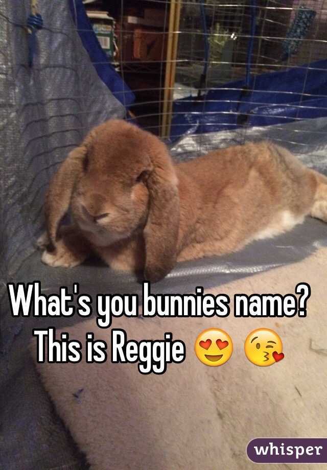 What's you bunnies name? This is Reggie 😍 😘