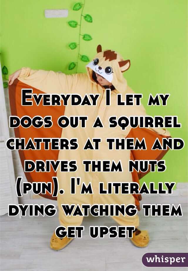Everyday I let my dogs out a squirrel chatters at them and drives them nuts (pun). I'm literally dying watching them get upset