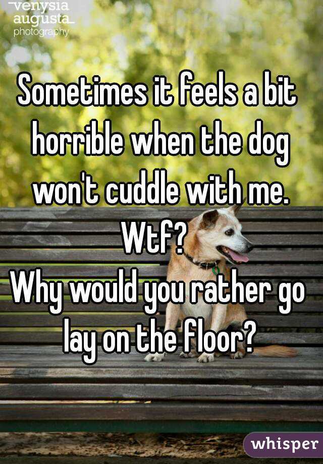 Sometimes it feels a bit horrible when the dog won't cuddle with me.
Wtf? 
Why would you rather go lay on the floor?