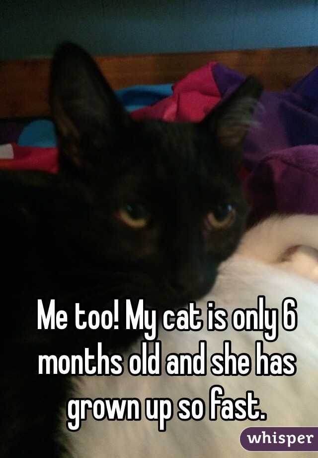 Me too! My cat is only 6 months old and she has grown up so fast. 