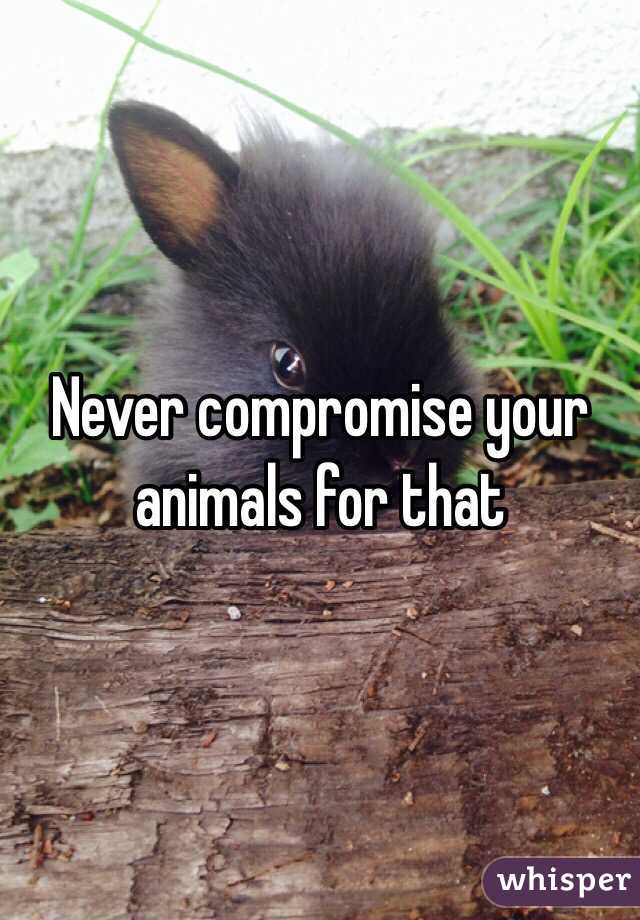Never compromise your animals for that 