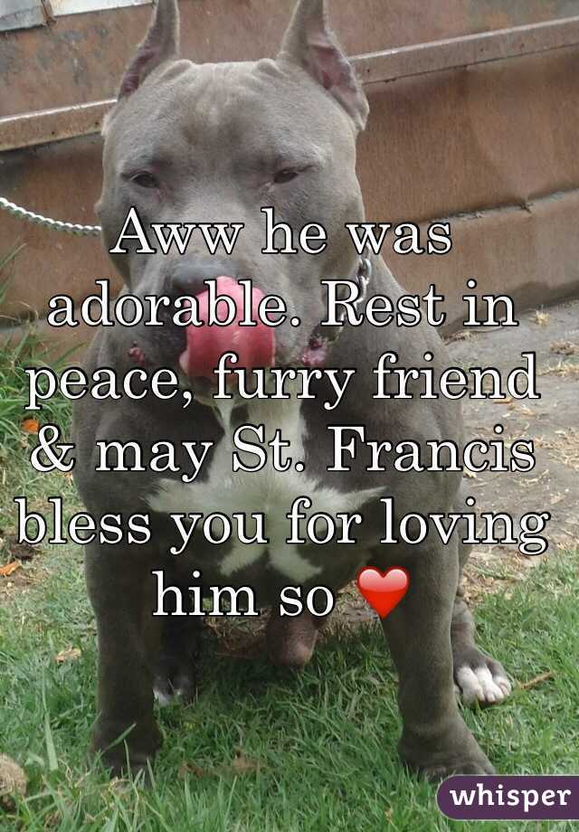 Aww he was adorable. Rest in peace, furry friend & may St. Francis bless you for loving him so ❤️