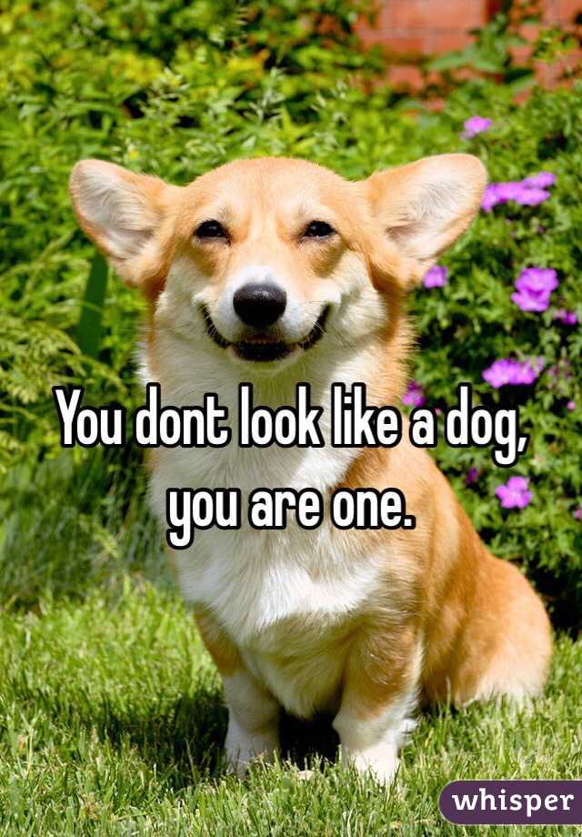 You dont look like a dog, you are one. 