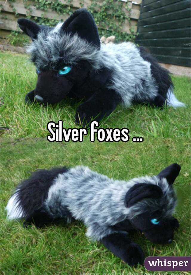 Silver foxes ...