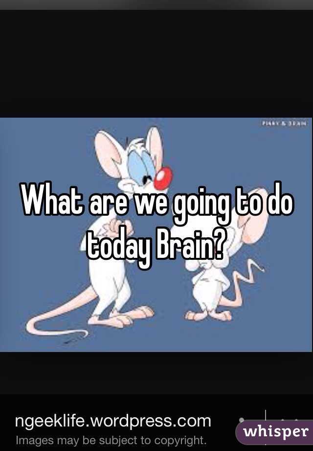 What are we going to do today Brain?