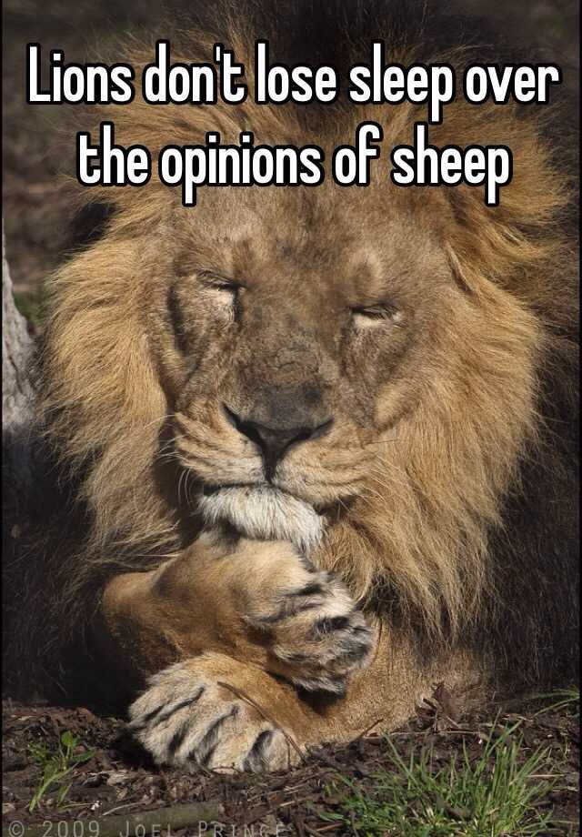 Lions care not for the opinions of sheep. - Reconverge