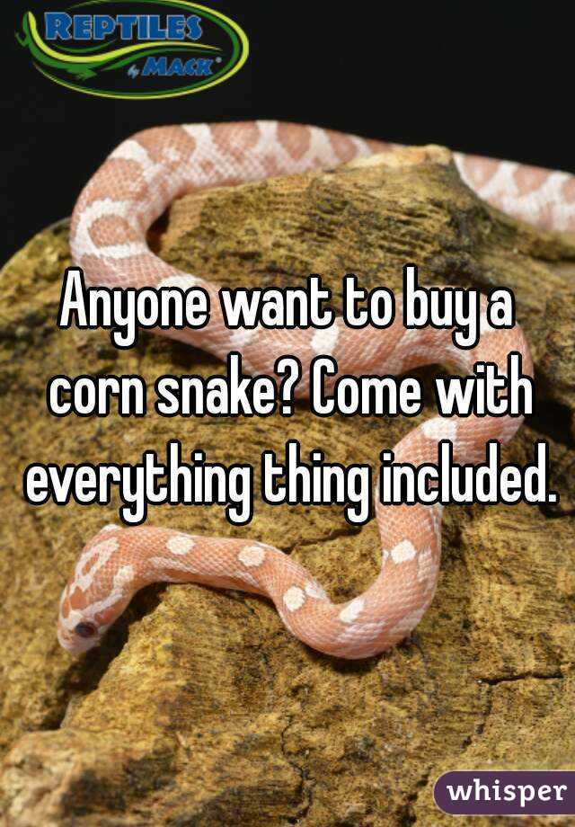 Anyone want to buy a corn snake? Come with everything thing included.