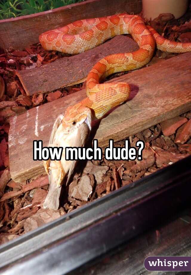 How much dude? 