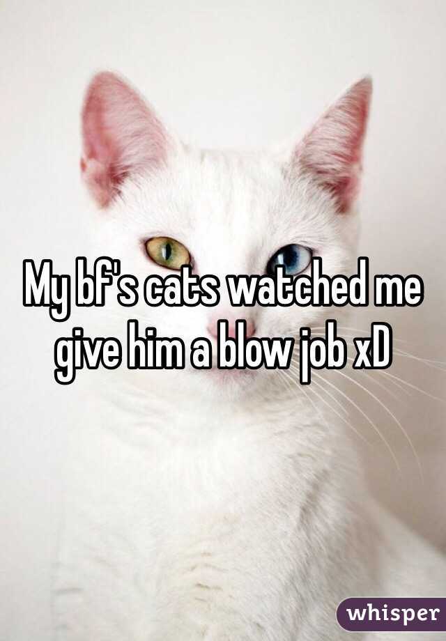 My bf's cats watched me give him a blow job xD