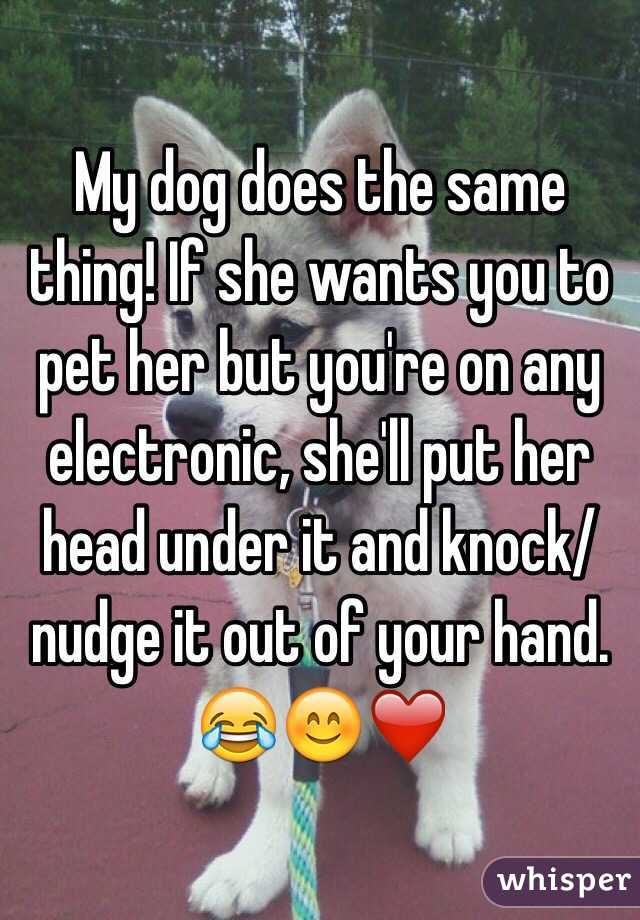 My dog does the same thing! If she wants you to pet her but you're on any electronic, she'll put her head under it and knock/nudge it out of your hand. 😂😊❤️ 