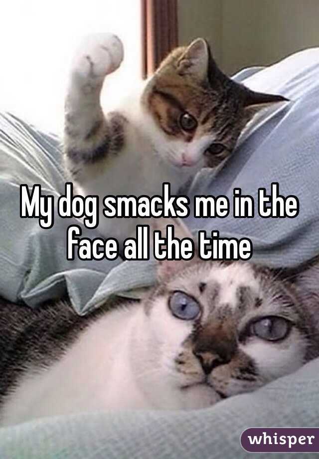 My dog smacks me in the face all the time