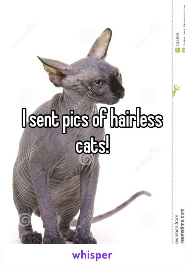 I sent pics of hairless cats!