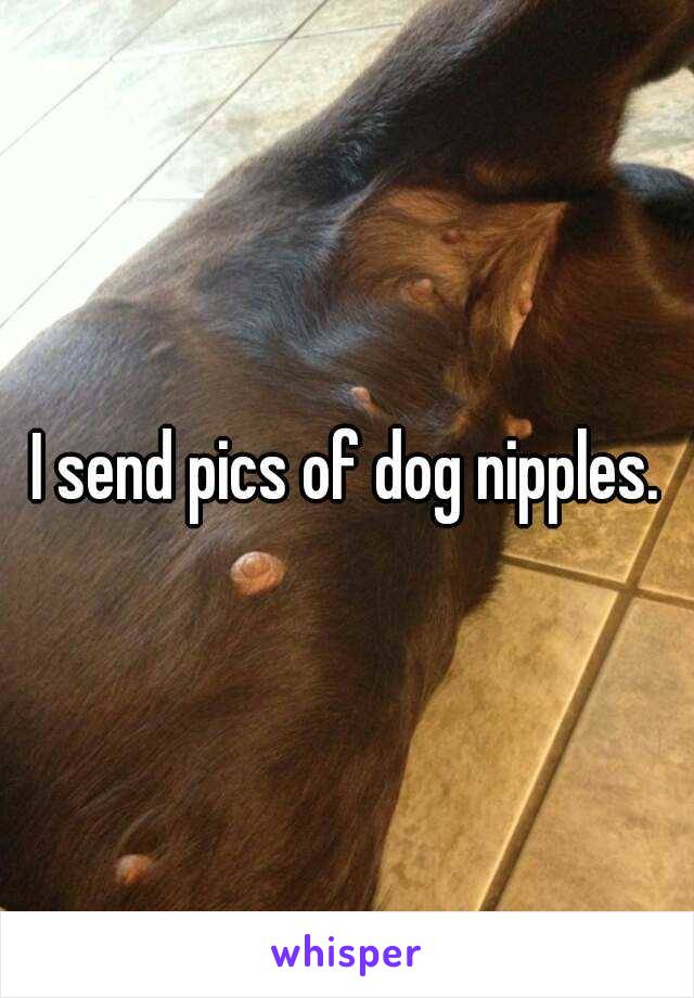 I send pics of dog nipples.