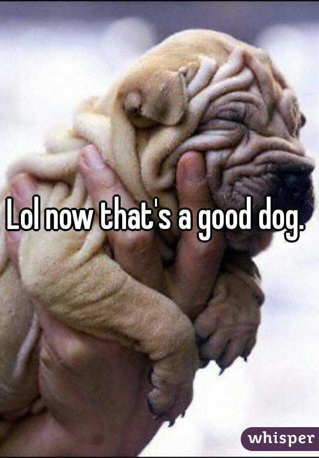 Lol now that's a good dog. 