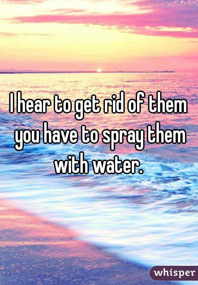 I hear to get rid of them you have to spray them with water. 