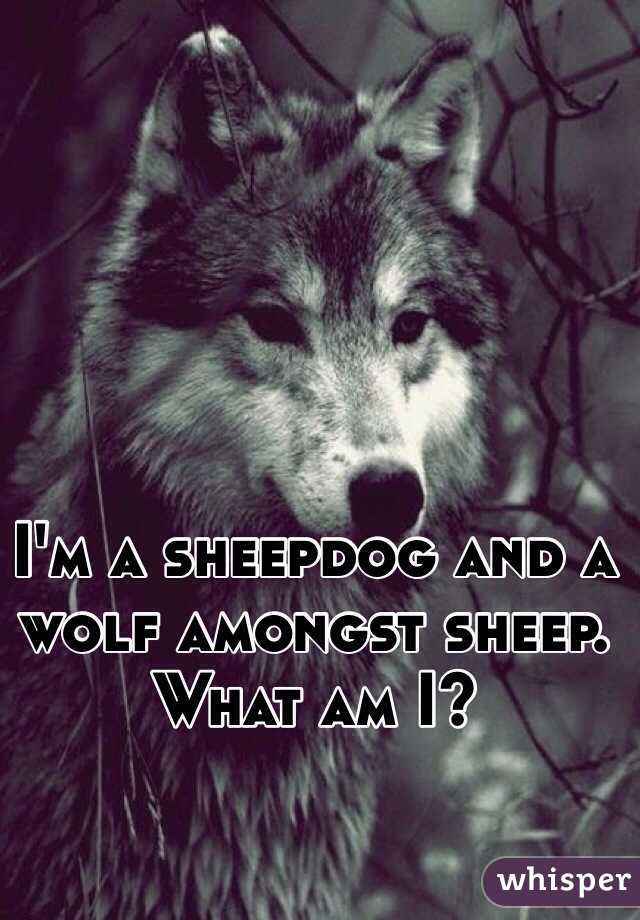 I'm a sheepdog and a wolf amongst sheep. What am I?


