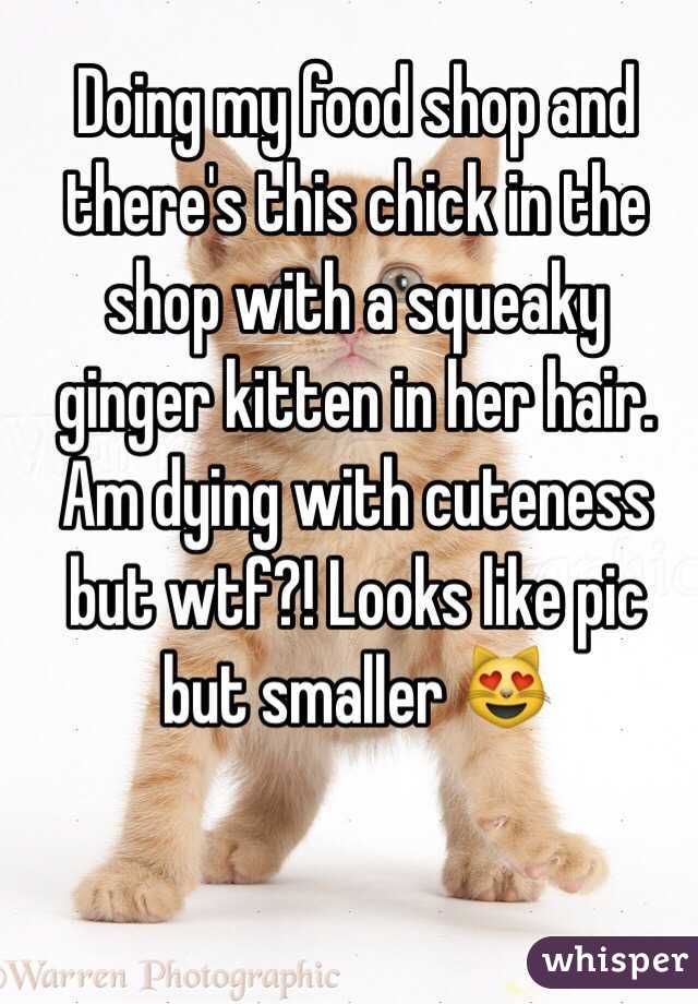 Doing my food shop and there's this chick in the shop with a squeaky ginger kitten in her hair. Am dying with cuteness but wtf?! Looks like pic but smaller 😻