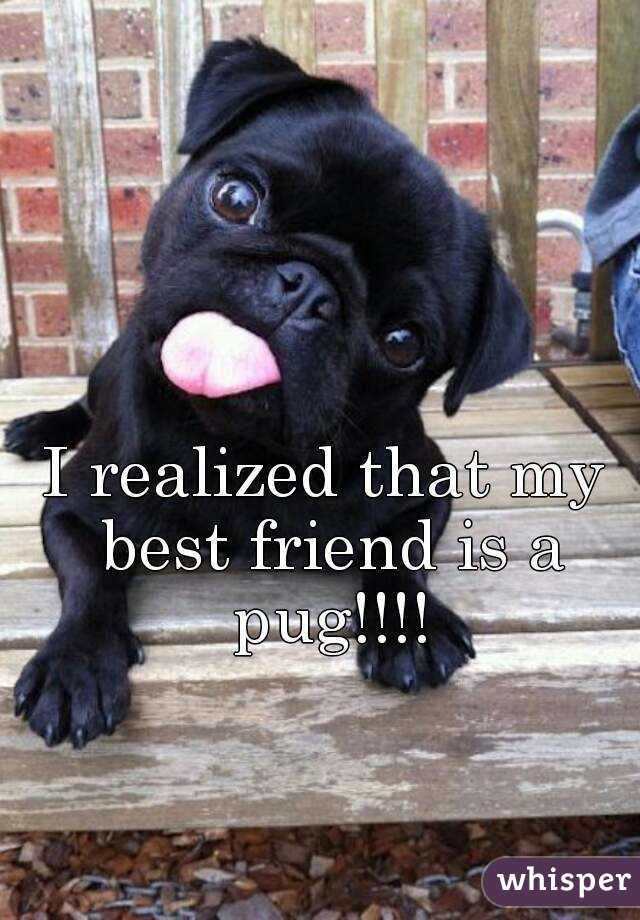I realized that my best friend is a pug!!!!