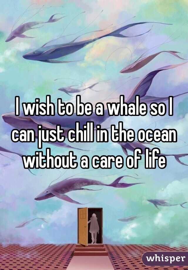 I wish to be a whale so I can just chill in the ocean without a care of life 