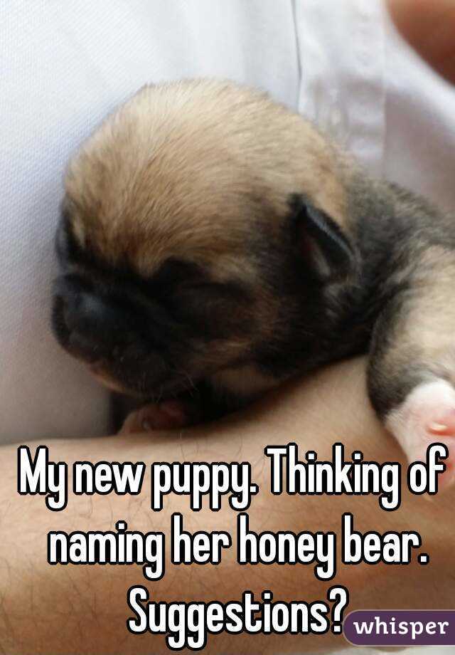 My new puppy. Thinking of naming her honey bear. Suggestions?