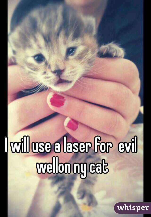 I will use a laser for  evil  wellon ny cat 