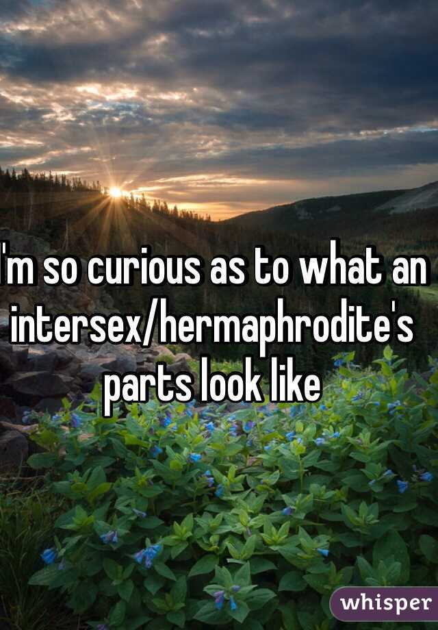 I'm so curious as to what an intersex/hermaphrodite's parts look like 