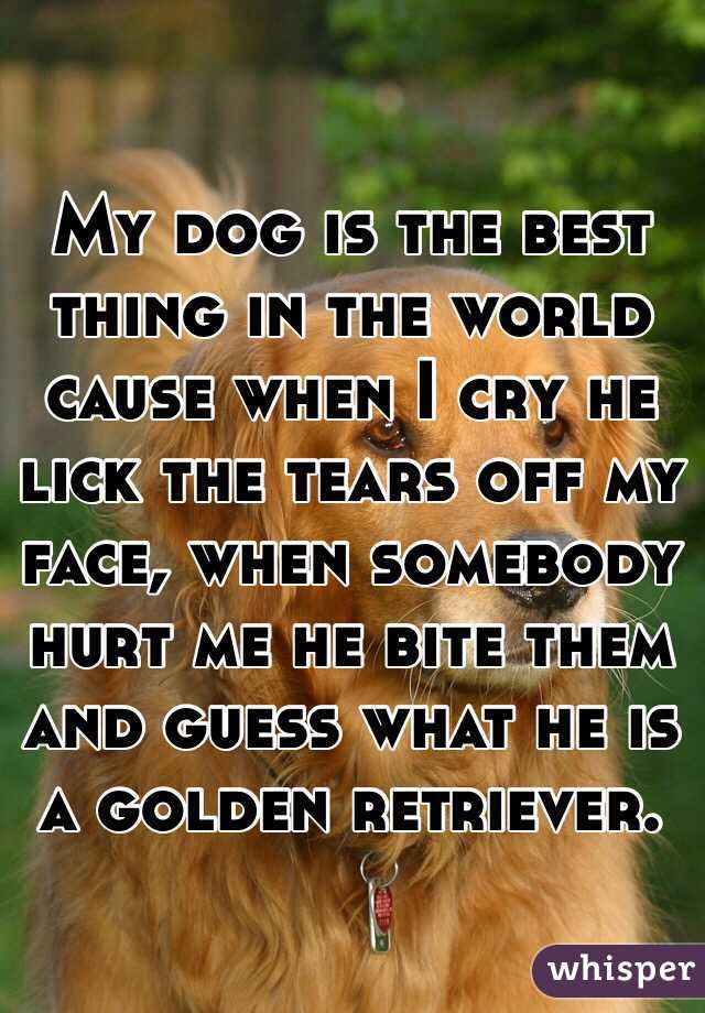 My dog is the best thing in the world cause when I cry he lick the tears off my face, when somebody hurt me he bite them and guess what he is a golden retriever.