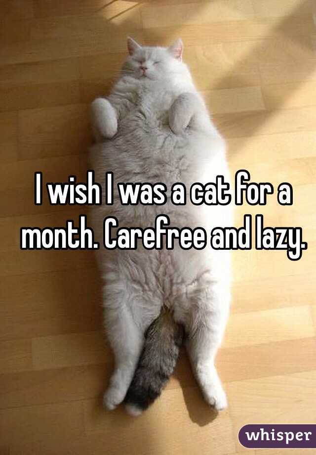 I wish I was a cat for a month. Carefree and lazy.