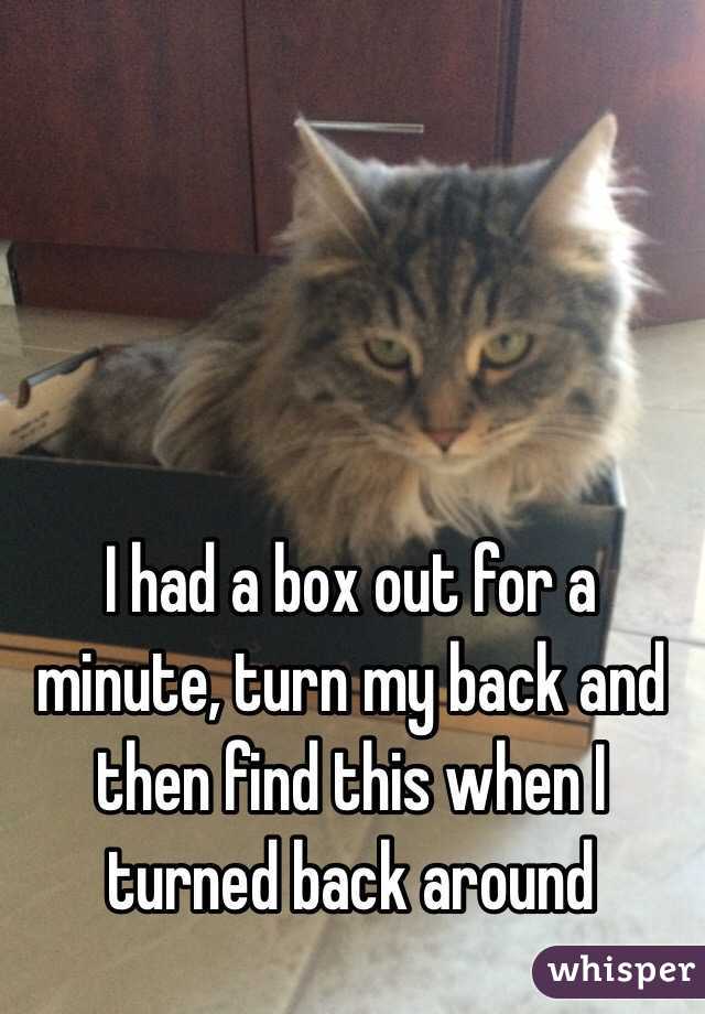 I had a box out for a minute, turn my back and then find this when I turned back around 