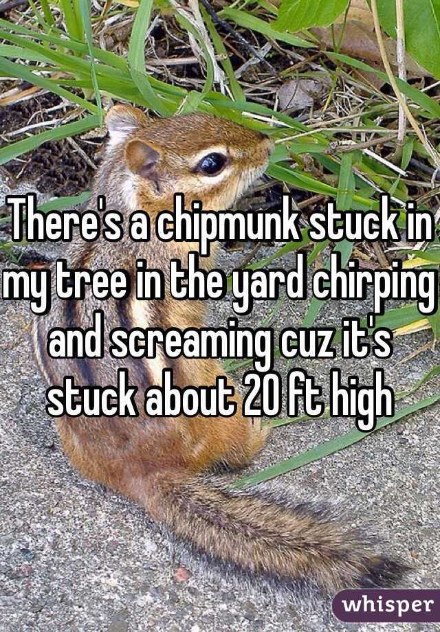 There's a chipmunk stuck in my tree in the yard chirping and screaming cuz it's stuck about 20 ft high 