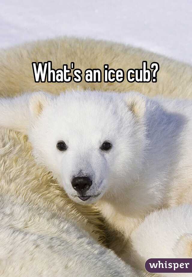 What's an ice cub?