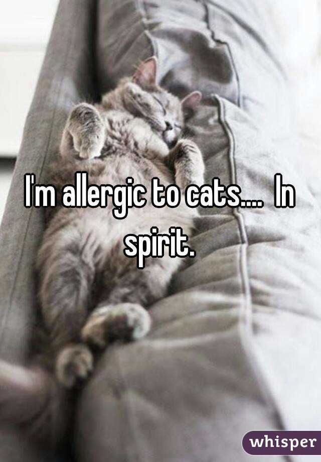I'm allergic to cats....  In spirit. 