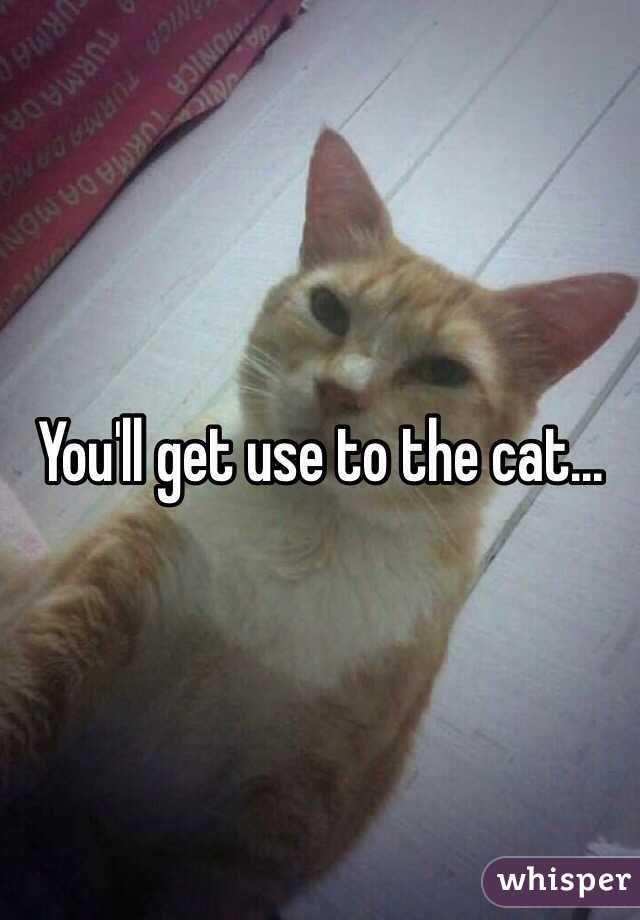 You'll get use to the cat...