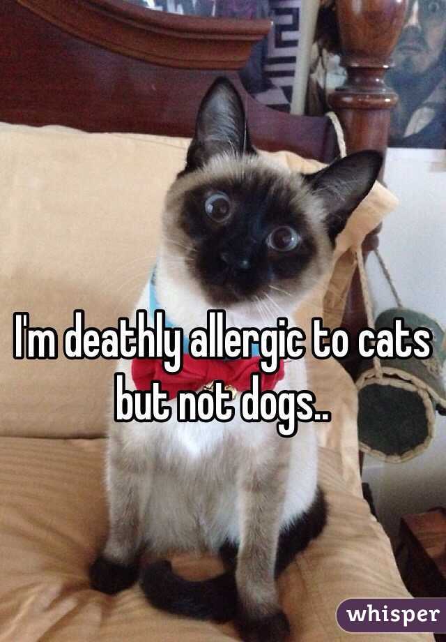 I'm deathly allergic to cats but not dogs.. 